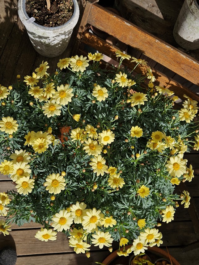 Blomster i potte