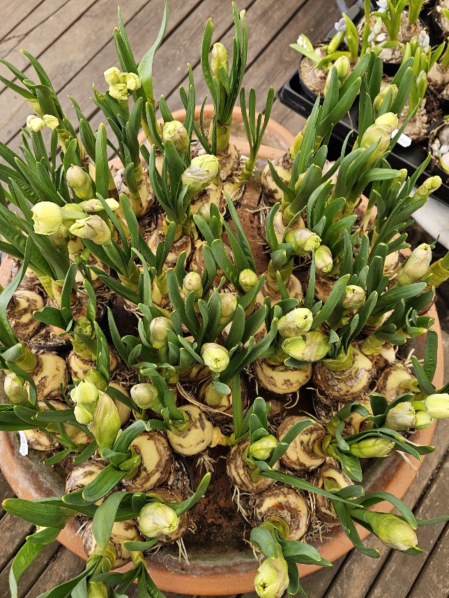 Tilplantede krukker